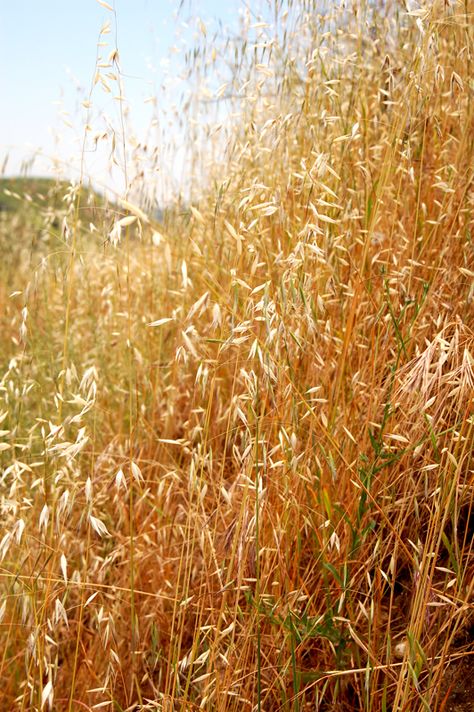 Wild Oats Oat Plant, Survival Food Storage, Wild Foraging, Children Of The Corn, Wild Oats, Edible Wild Plants, Golden Autumn, Aromatic Plant, Herbal Recipes