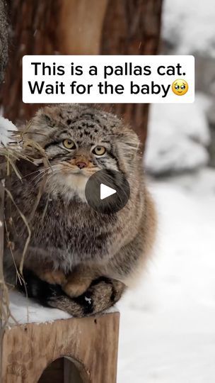 Manul Cat, Pallas Cats, Pallas Cat, Small Wild Cats, Pallas's Cat, Wide Eyes, Cat Stuff, Central Asia, Mother Earth