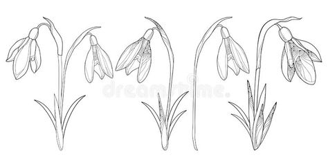 Snowdrop Outline, Snowdrop Flower, Flower Outline, Flowers And Leaves, Colouring Pages, Royalty Free Photos, Tattoo Art, Drawing Reference, Art Tattoo