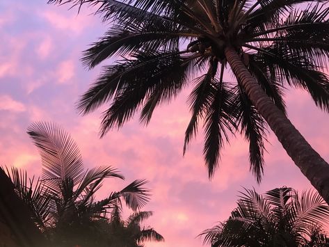 Palm Tree Macbook Wallpaper, Pastel Palm Trees, Palm Tree Desktop Wallpaper, Pink Palm Tree Aesthetic, Mac Book Pro Aesthetic Wallpaper, Swaggy Wallpapers, Pink Cover Photo, Palm Trees Aesthetic, Tree Desktop Wallpaper