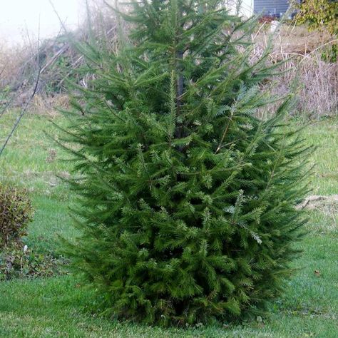 Douglas fir (Pseudotsuga menziesii) Douglas Fir Christmas Tree, Balsam Fir Tree, Leyland Cypress Trees, Pseudotsuga Menziesii, Douglas Fir Tree, Colorado Blue Spruce, White Pine Tree, Leyland Cypress, Types Of Christmas Trees