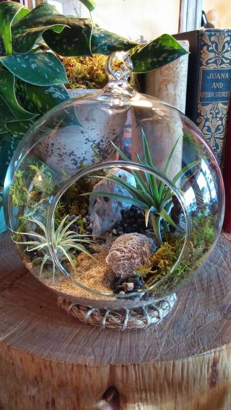 Modern Air Plant Sphere Terrarium by Midnight by MIDNIGHTinSEATTLE Sphere Terrarium, Crystal Ball Terrarium, Globe Terrarium, Big Glass Bowl Terrarium, Tillandsia Terrarium, Moss Crystal Terrarium, 18x18x24 Terrarium, Air Plant Glass Globe, Terrariums Kits