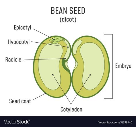 Seed Diagram, Seed Structure, Math Multiplication Worksheets, Lima Bean, Halloween Math, Broad Bean, Bean Seeds, Diagram Design, Scientific Method