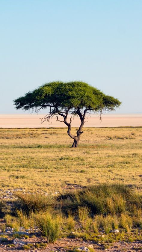 Savannah Grasslands Africa, Savannah Biome, Savannah Background, Savannah Grasslands, African Savannah Landscape, Savannah Africa, Bathroom Ideas Boho, Colorful Boho Bathroom, Boho Chic Bathroom Decor