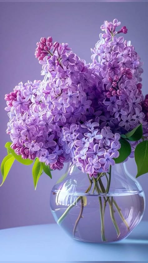 Ge Aldrig Upp, Purple Flowers Wallpaper, Lovely Flowers Wallpaper, Wonderful Flowers, Flower Art Images, Lilac Flowers, Flower Phone Wallpaper, Beautiful Flowers Pictures, Flowers Nature