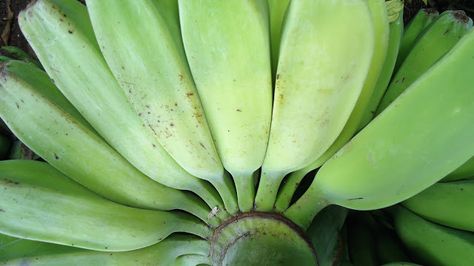 Banana Saba Banana, Pictures For Wallpaper, For Wallpaper, Philippines, Need To Know, Fruit, Plants, Quick Saves