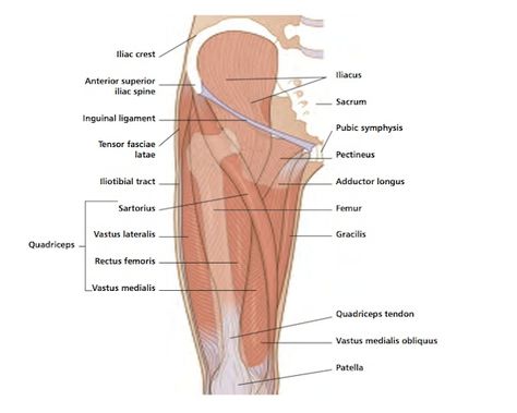 The front-thigh muscles. Diagram by Peter Gardiner Muscles Diagram, Body Parts Name, Sartorius Muscle, Sesamoid Bone, Muscle Diagram, Tensor Fasciae Latae, Femoral Nerve, Deep Massage, Thigh Muscles