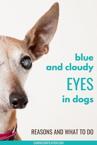 Dogs Eyes Problems, Eye Drops For Dogs, Cloudy Eyes, Meds For Dogs, Puppy Tips, Droopy Eyes, Bulging Eyes, Puppies Tips, Dog Health Tips