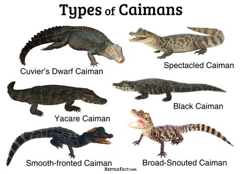 Crocodile Anatomy, Pokemon Song, Crocodile Species, Animal Infographic, American Animals, Crocodiles, Reptiles And Amphibians, They Live, Creature Design