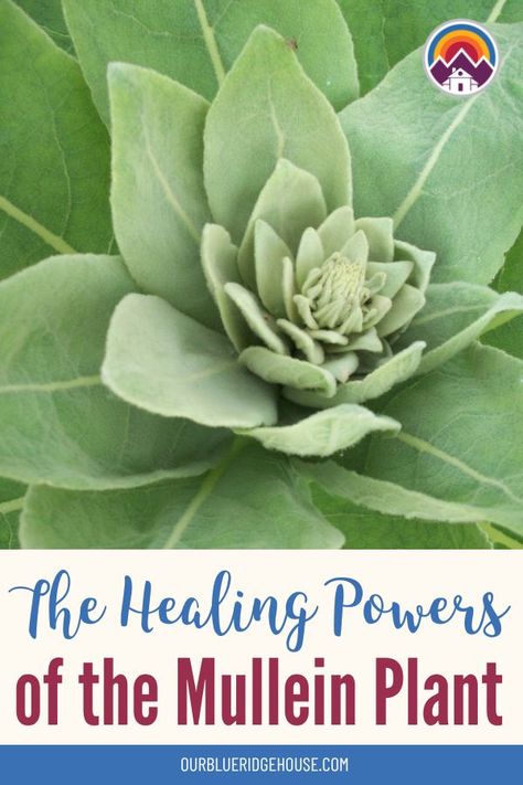 Mullein is a versatile herb that has been used for centuries in traditional medicine. The most common uses for mullein tincture include... Mullein Uses, Mullein Tincture, Mullein Plant, Mullein Tea, Succulent Gardening, Traditional Medicine, Bike Trips, Medicinal Herbs, Natural Supplements