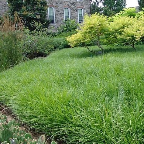 creeping lilyturf - liriope spicata Liriope Spicata, Friar Tuck, Patio Deck Designs, Deck Designs, Front Lawn, Deck Design, Garden Flowers, Front Garden, Patio Deck