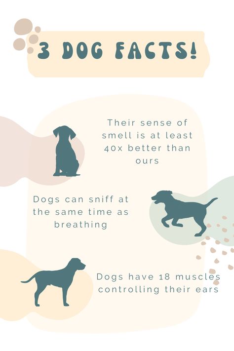 Dog Training Social Media Post, Dogs Infographic, Dog Architecture, Dog Knowledge, Facts About Dogs, Fun Facts About Dogs, Dog Infographic, Dog Marketing, Pet Care Business