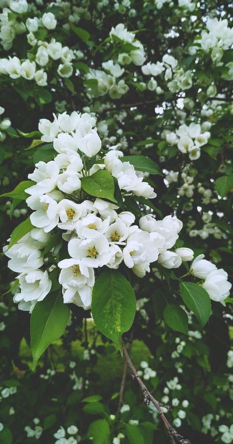 Apple Blossom Wallpaper: Embrace Nature's Beauty on Your Screen Wallpapers Apple Watch, Spring Academia, Apple Blossom Tree, Apple Watch Faces Wallpapers, Watch Faces Wallpapers, Apple Watch Wallpapers, Watch Wallpaper Apple, Tree House Drawing, Apple Tree Flowers