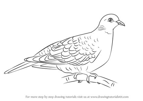 For more step by step drawing tutorials visit us at www.drawingtutorials101.com Draw Turtle, Dove Sketches, Dove Outline, Draw A Turtle, Dove Drawing, Botanical Line Drawing, Turtle Drawing, Turtle Dove, Dove Bird