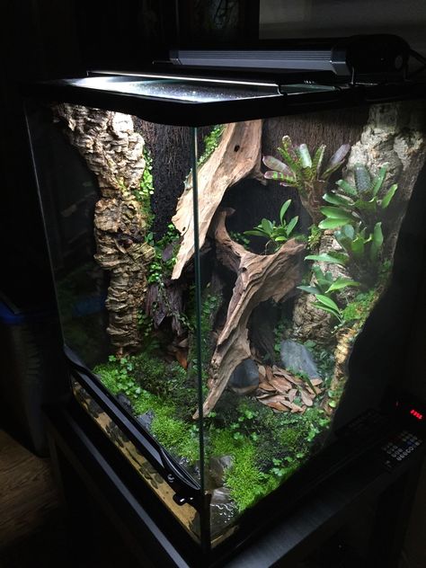 The cut off edges using cork board looks great. The rest could be foam and terrarium putty with sticks, vines and small plants coming out of it. How to blend this with the waterfall background? What will be the waterfall background? Diy Styrofoam Reptile Enclosure, Crested Gecko Vivarium, Terrarium Setup, Dart Frog Terrarium, Gecko Vivarium, Tarantula Enclosure, Bioactive Vivarium, Snake Terrarium, Frog Terrarium