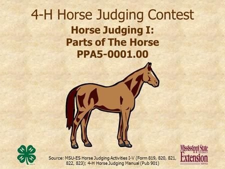 Horse Judging, Hunt Seat Equitation, Hunter Under Saddle, Project Coordinator, Horse Ownership, 4 H Club, Hunt Seat, Horse Coat Colors, Horse Club