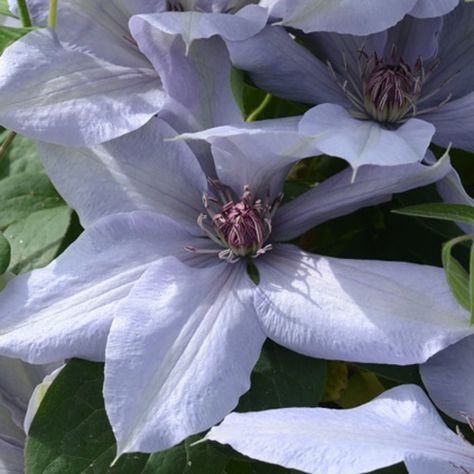 clematis_Bernadine_clematis_dc_CLEBD_01 Clematis Plants, Clematis Flower, Clematis Vine, Garden Vines, Light Blue Flowers, Chelsea Flower, Chelsea Flower Show, Deck Garden, Perennial Garden