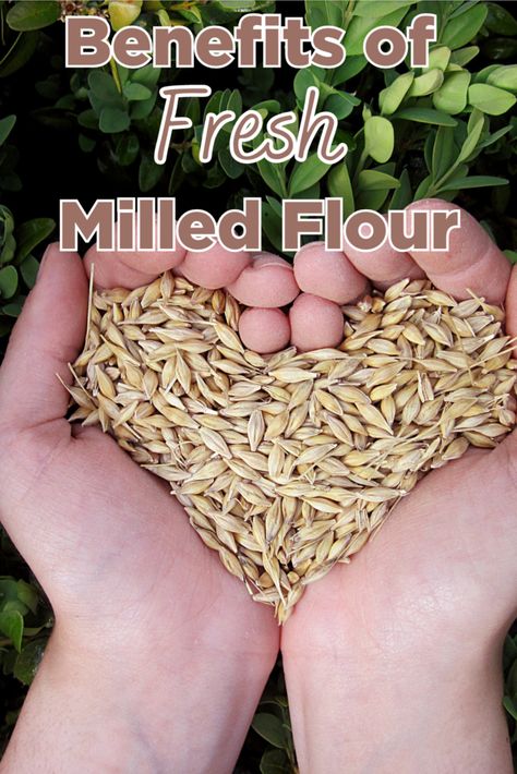 Unlocking the Benefits of Fresh Milled Flour: The Nutritional Power You Need to Know - Dr Marissa Brand Pregnancy Healthy Eating, Fresh Milled Flour, Food Grade Buckets, Wheat Germ, Natural Cold Remedies, Bread Making, Clean Body, White Flour, Whole Wheat Flour