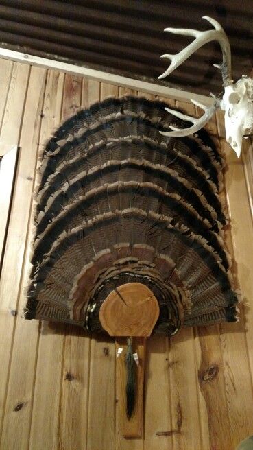 Looking for a way to display a larger number of turkey fans?  Use this "stacking" method to save space and reduce the number of "fan holders" you need. Turkey Feather Decor, Turkey Hunting Decor, Turkey Mounts, Deer Hunting Decor, Hunting Crafts, Turkey Fan, Taxidermy Decor, Taxidermy Display, Deer Hunting Tips