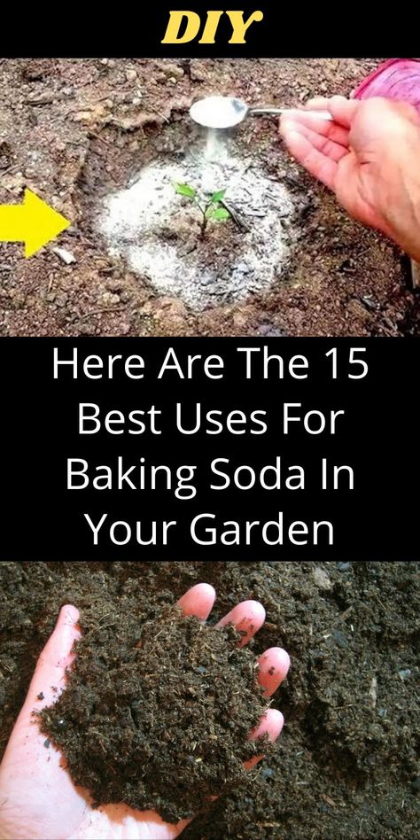 Baking Soda In The Garden, Uses For Baking Soda, Garden Hacks Diy, Baking Soda Benefits, Garden Remedies, Vegetable Garden Diy, Plant Hacks, Gardening Hacks, Astuces Diy