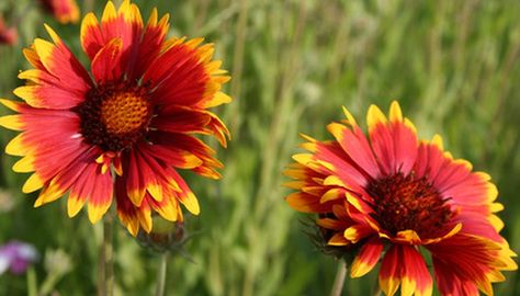 Preserving flowers with glycerin is easy. Preserving Flowers With Glycerin, Vegetable Glycerin Uses, How To Preserve Leaves, Preserving Flowers, Preserve Flowers, Preserve Food, Wax Tablet, Future Garden, Diy Resin Projects