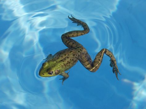 Types Of Frogs, Underwater Drawing, Frog Drawing, Pool Pump, Custom Pools, Green Frog, Swimming Pools Backyard, Saltwater Pool, Frog And Toad