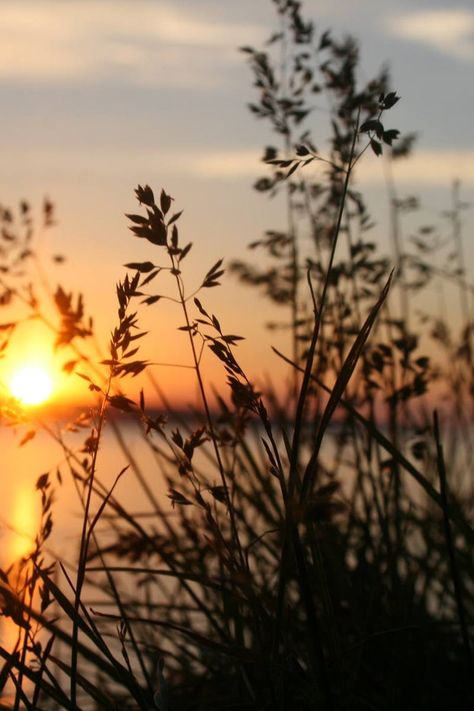 Silhouette of Grasses Against the Light of Setting Sun Grass Silhouette, Dawn And Dusk, Best Sunset, Take Better Photos, Sun Set, Best Iphone Wallpapers, Photography Camera, New Images, Sunset Pictures