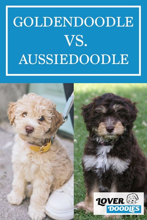 The Goldendoodle and Aussiedoodle have very similar temperaments. Both come from working dog lineages that are very active, highly intelligent, and loving to their owners. These dogs are some of the most loyal dogs a family can ask for. #Goldendoodle #Aussiedoodle #DoodleDogBreeds #FamilyDogs #LoyalDogs #Familybreeds Golden Aussiedoodle, Red Merle Aussiedoodle, Toy Aussiedoodle, Mini Aussiedoodle, Doodle Dog Breeds, Golden Doodle, Dog Print Tattoo, Tattoos For Dog Lovers, Dog Line Art