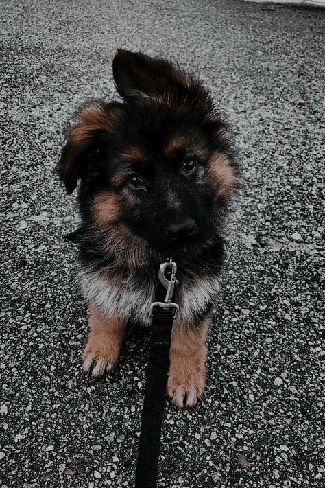 Gsd Aesthetic, German Shepherd Wallpaper, Pet Aesthetic, Baby German Shepherds, Aesthetic Dogs, Dog Foto, Cute German Shepherd Puppies, Cute Animals Puppies, Dream Dog