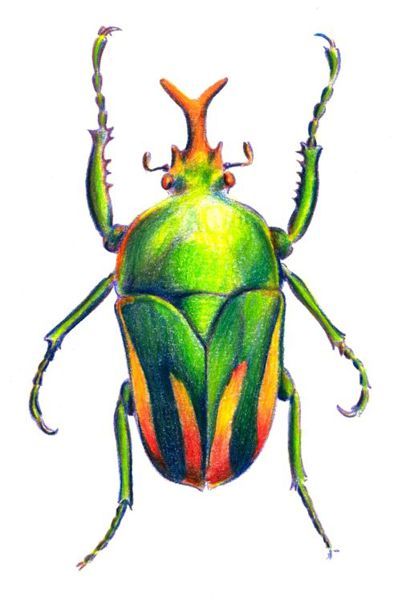 How to Draw a Beetle with Color Pencils Beetle Drawing, Beetle Art, Bug Art, Beautiful Bugs, Color Pencils, Insect Art, Colored Pencil Drawing, Arte Sketchbook, Bugs And Insects