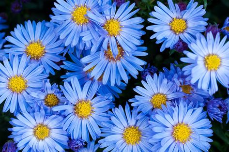 Blue Asters Late Summer Flowers, Flowers Daisy, Aster Flower, Perennial Shrubs, Blue Garden, Flower Spike, Birth Month Flowers, Annual Plants, Companion Planting