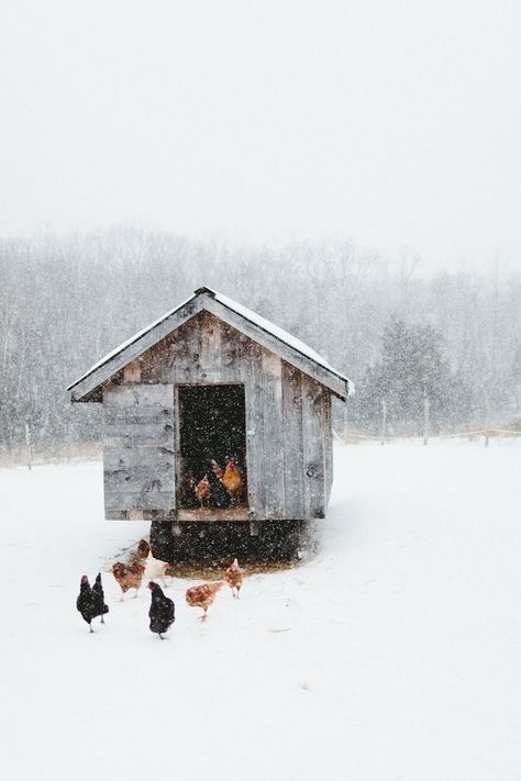 irishmansdaughter Hygge Winter, Farm Lifestyle, Future Farms, Irish Roots, Winter Cabin, Living Off The Land, Winter Love, Gothic Aesthetic, Chicken Farm