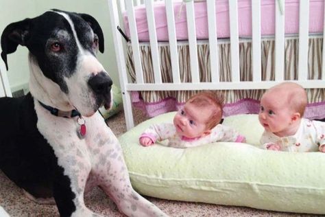 Funny Pictures Of Kids, Pictures Of Kids, The Babysitter, Funny Pictures For Kids, Awesome Animals, Dogs And Kids, Creature Comforts, Baby Puppies, Funny Dog Videos