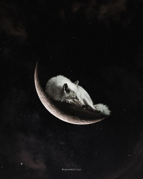 Wolf And Moon Aesthetic, Moon And Wolf Wallpaper, Moon Wolf Aesthetic, Wolf Moon Wallpaper, Moon Wolf Wallpaper, Wolf Profile Picture, Wolf Wallpaper Aesthetic, Wolf Moon Art, Wolf Mythology