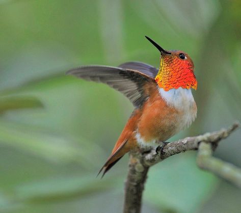 Hummingbird Habitat, Hummingbird Nests, Hummingbird Pictures, Indian Paintbrush, Southern Oregon, Nature Tattoos, Bird Species, Hummingbirds, Pet Hair