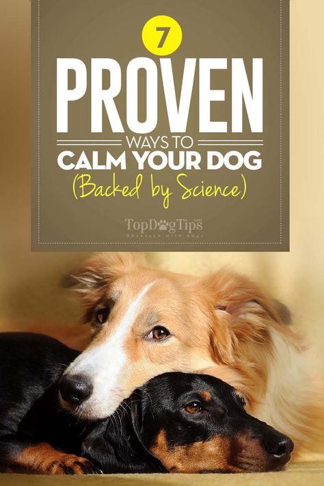 Hyperactive Dog, Dog Psychology, Reactive Dog, Dog Behavior Problems, Dog Training Classes, House Training Dogs, Dog Training Advice, Dog Brain, Calm Dogs