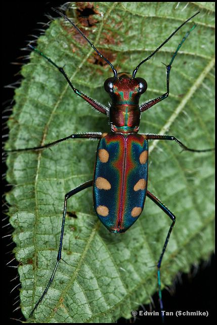 Japanese Tiger Beetle Bugs Collection, Colorful Beetles, Weird Bugs, Beautiful Beetles, Tiger Beetle, Dream Forest, Insects Preschool, Firefly Art, Japanese Tiger