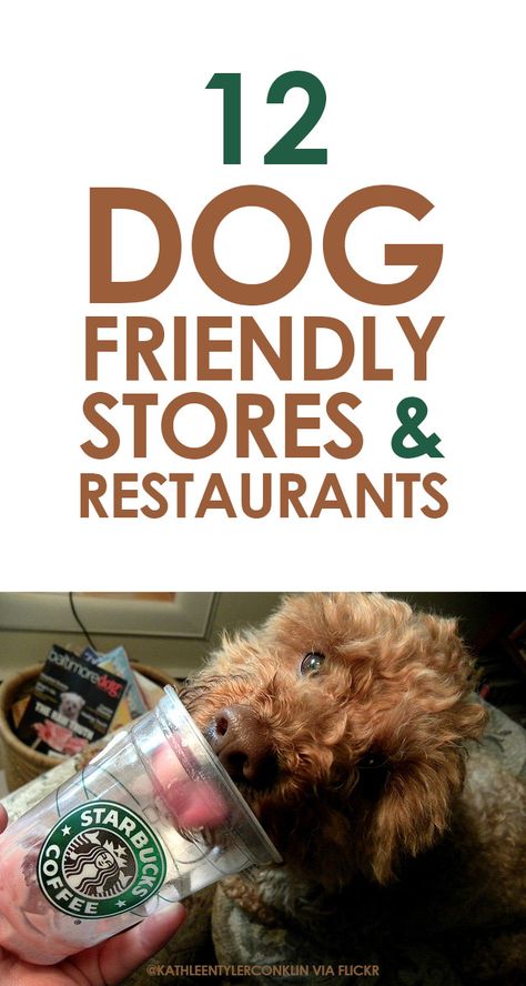 12 Dog Friendly Stores & Restaurants http://iheartdogs.com/12-dog-friendly-stores-and-restaurants/ Dog Friendly Stores, Game Mode, Dog Info, Dog Care Tips, Pet Hacks, Dog Health, Dog Care, Training Tips, Dog Friendly