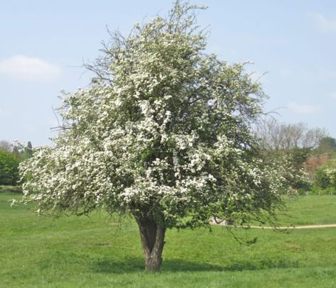 Hawthorn Bush, Winter King Hawthorn Tree, Hawthorne Tree, Common Hawthorn, Hawthorne Flower, British Trees, Indian Hawthorn, Hawthorn Berries, Tree Types