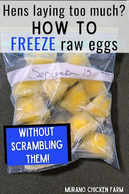 How to freeze fresh chicken eggs. The easiest method for preserving fresh eggs by freezing. Freeze Raw Eggs, Can You Freeze Eggs, Freezing Food Guide, Preserving Eggs, Chickens For Eggs, Storing Eggs, Raw Eggs, Freezing Eggs, Raising Ducks