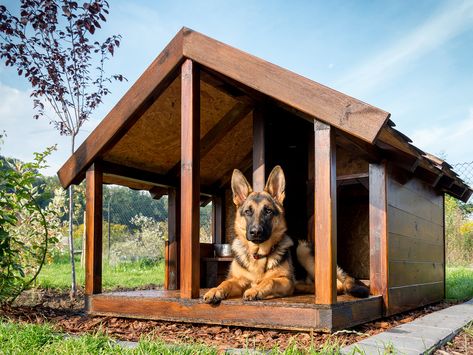 Building the Ideal Dog House - Texas A&M Veterinary Medicine & Biomedical Sciences Dog House Plans Insulated, Big Dog House, Pallet Dog House, Insulated Dog House, Modern Dog Houses, Build A Dog House, Diy Dog Kennel, Large Dog House, Dog House Plans