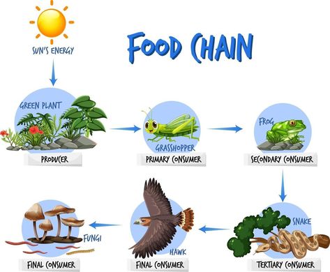 Food chain diagram concept Food Chain Diagram, Food Tree, Cycling Food, Biology Activity, Train Projects, Earth Drawings, School Kids Crafts, Background Food, Diy Phone Case Design