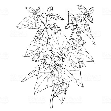 Atropa Belladonna Tattoo, Nightshade Drawing, Poisonous Flowers Tattoo, Deadly Nightshade Tattoo, Belladonna Tattoo, Belladonna Flower, Nightshade Flower, Poison Garden, Learn To Tattoo