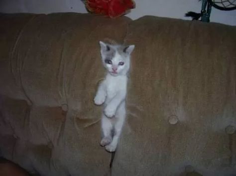 Animal Fails, How To Cat, Cat Humor, Kitten Photos, Tiny Cats, Funny Kitty, 10 Funniest, Kitten Pictures, Cats Funny