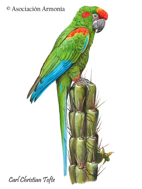 Red-fronted Macaw | Ara rubrogenys … Field Guide, Ecology, Parrot, Red, Animals