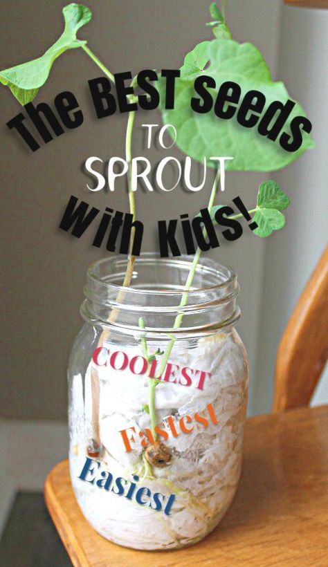 This is great! Find out which seeds sprout fastest, are easiest to grow, and have the coolest cell structures. Awesome garden science for preschoolers and kids! #howweelearn #gardening #vegetablegarden #kidsactivities #sciencefirkids #springactivities #preschoolactivities #getoutside Kids Planting Seeds, Planting Seeds For Preschoolers, Classroom Garden Ideas, Garden Science Experiments For Kids, Plant Activities For First Grade, Creative Curriculum Garden Study Preschool, Planting Activity For Kids, Botany Activities For Kids, Gardening Club Ideas For Kids