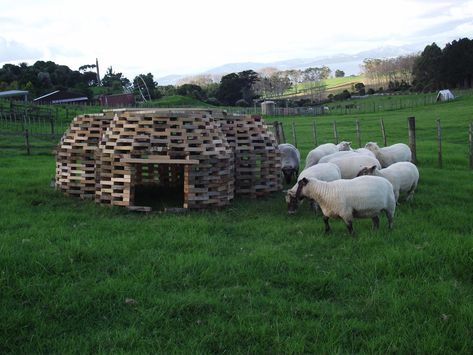 Igloo Dog House, Sheep Shelter, Nigerian Goats, Raising Livestock, Goat Feeder, Sheep House, Goat Shed, Livestock Shelter, Goat Shelter