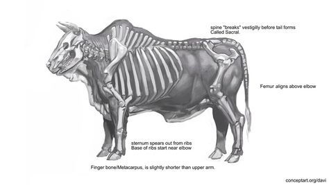 Bull Anatomy, Bull Skeleton, Ghost Light, Robot Illustration, Cow Pictures, Animal Anatomy, Bull Riders, Drawing Exercises, Monster Concept Art