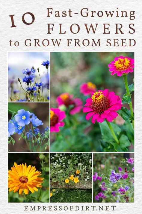 Starting From Seeds Indoors, Easy Plants To Grow From Seed, Easy To Grow Flowers From Seeds, Growing Cosmos From Seed, Easy Flowers To Grow From Seed, Easy Cut Flower Garden, Starting Flowers From Seeds Indoors, Easiest Flowers To Grow From Seed, Easy To Grow Cut Flowers