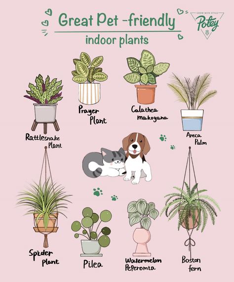 Pet Safe House Plants Cats, Indoor Plant Names, Cat Friendly Room Decor, Pet Friendly Indoor Plants, Cute Names For Plants, Cat Friendly Studio Apartment, Cat Safe Plants Indoor, Cat Friendly Plants Indoor, Indoor Plants Styling Bedroom